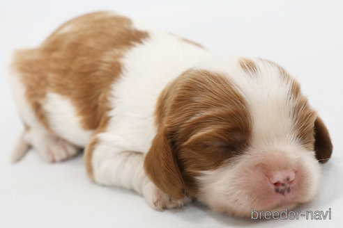 成約済の神奈川県のキャバリアキングチャールズスパニエル-248615の15枚目